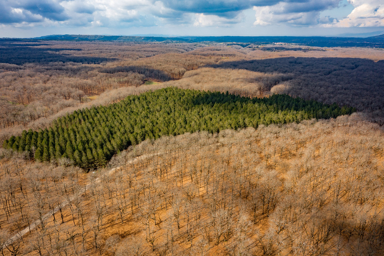 Oak Forest of Foloi 14