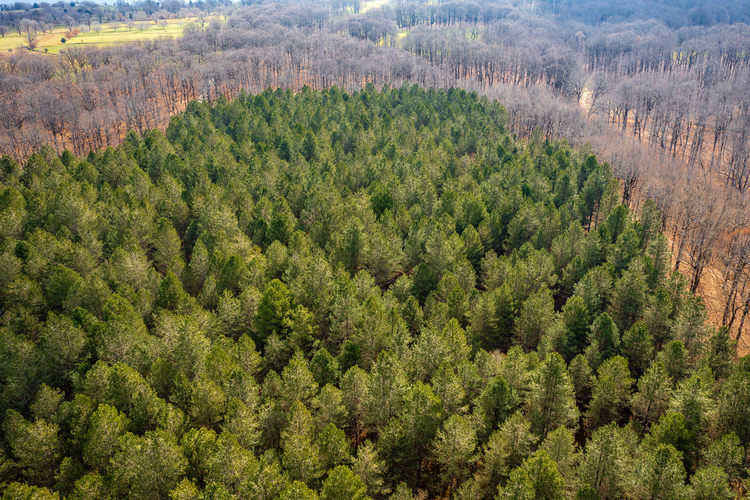 Oak Forest of Foloi 15