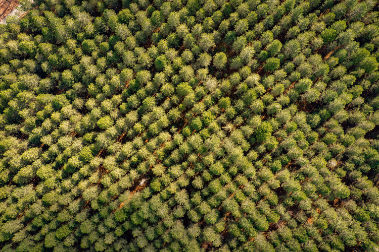 Oak Forest of Foloi 18