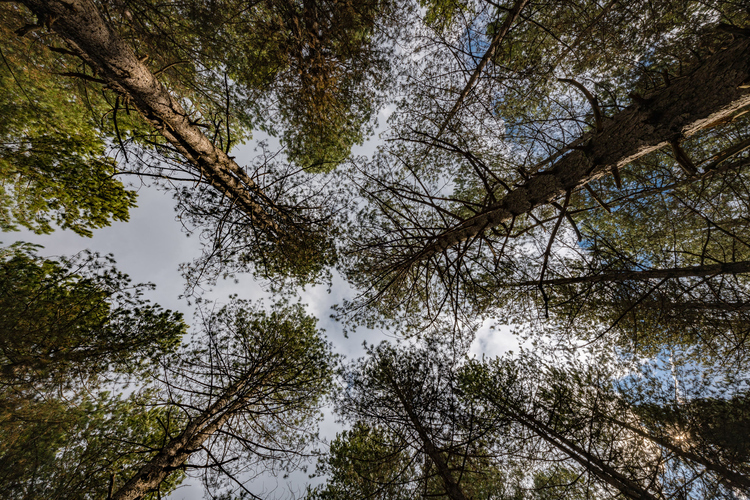 Oak Forest of Foloi 3