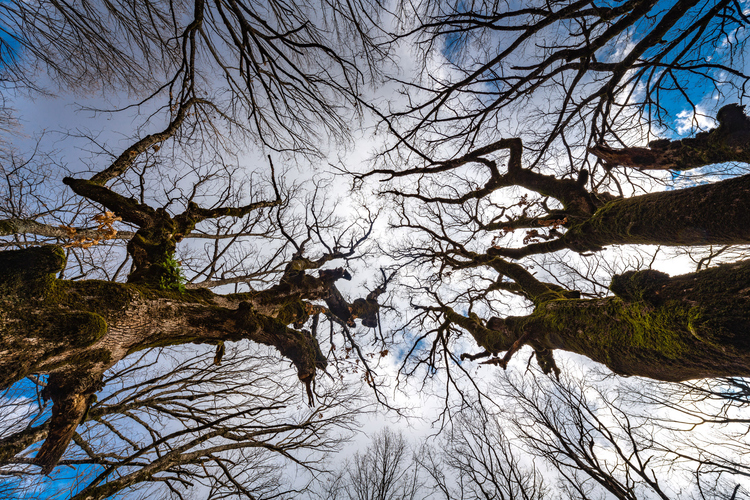 Oak Forest of Foloi 7