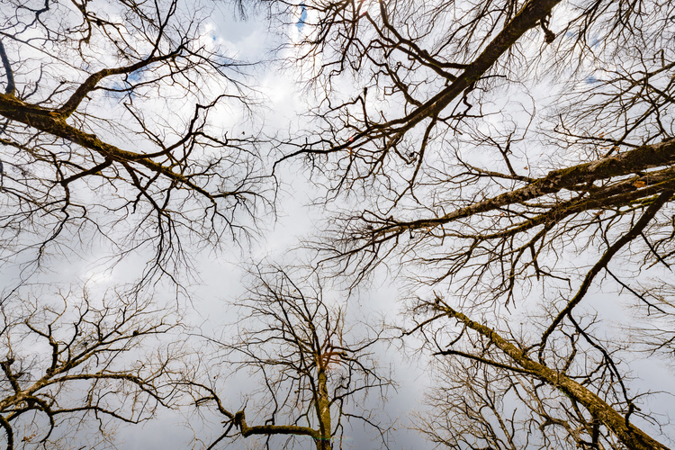 Oak Forest of Foloi 8