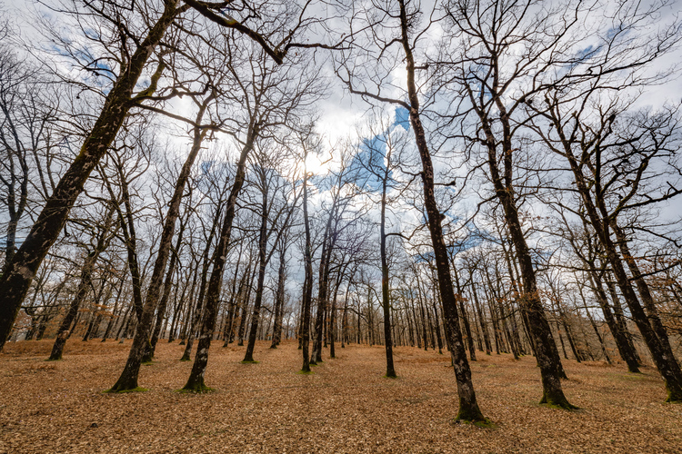 Oak Forest of Foloi 2