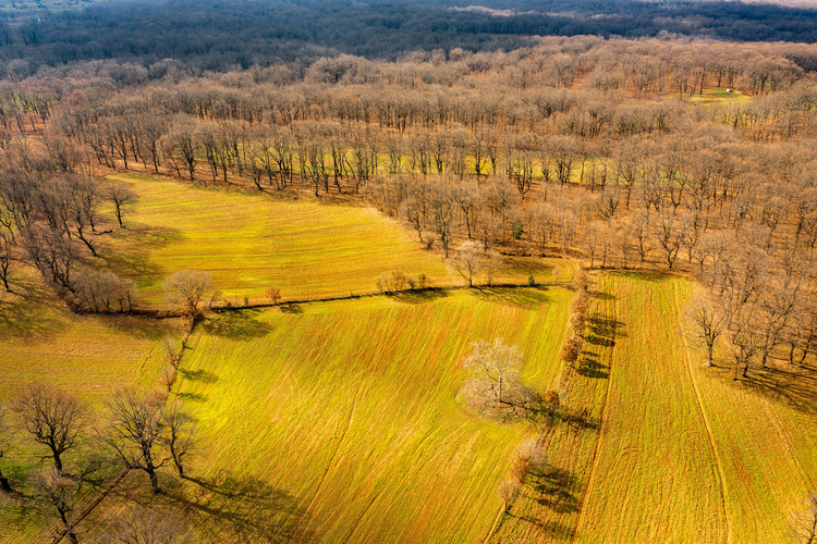 Oak Forest of Foloi 3