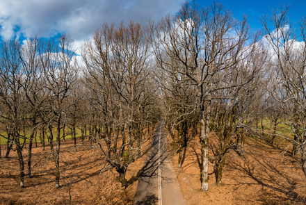 Oak Forest of Foloi 19