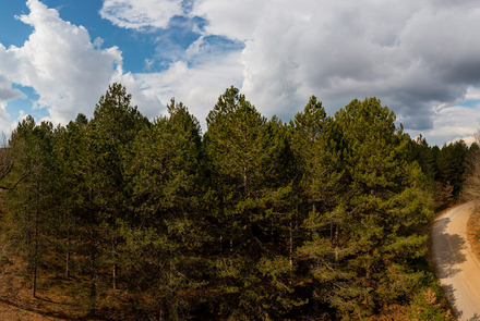 Oak Forest of Foloi 21