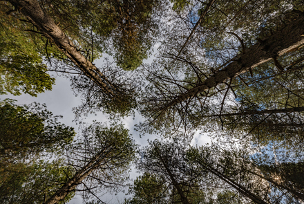 Oak Forest of Foloi 3