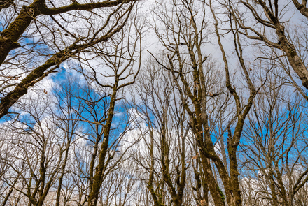 Oak Forest of Foloi 4