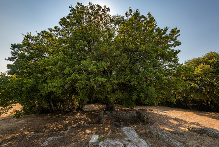 Ancient Temple of Athena 18
