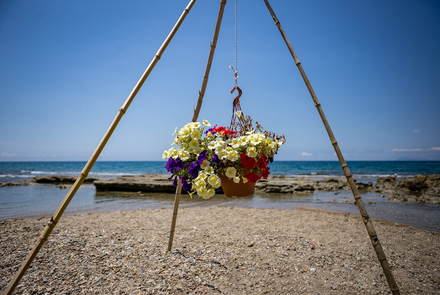 Beach of Agios Andreas - Flowers