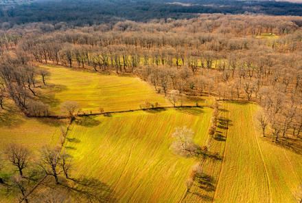 Oak Forest of Foloi 3